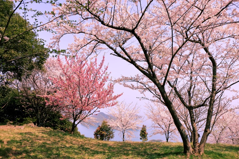 【お花見スポット】香川県のおすすめの桜の名所まとめ | フミ調