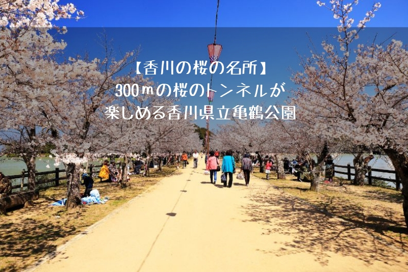 香川の桜の名所 300ｍの桜のトンネルが楽しめる香川県立亀鶴公園 フミ調