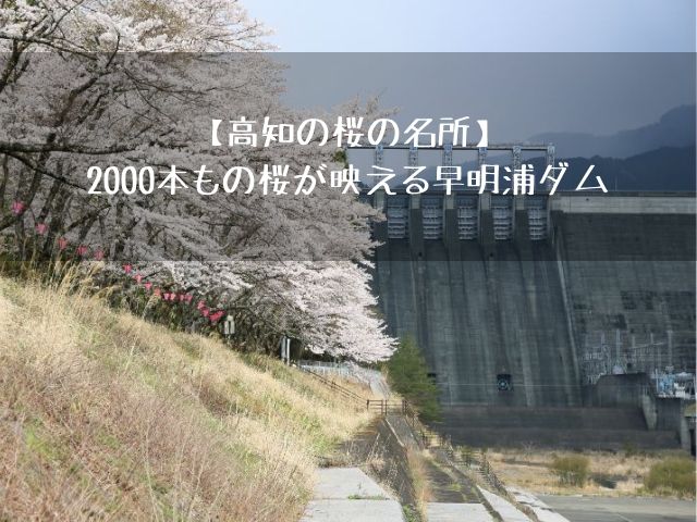 高知の桜の名所 00本もの桜が映える早明浦ダム フミ調