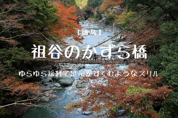 徳島 ゆらゆら揺れて足元がすくむようなスリル 祖谷のかずら橋 フミ調